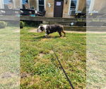 Small #6 Bulldog Mix
