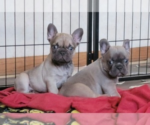 French Bulldog Puppy for sale in STOUGHTON, WI, USA