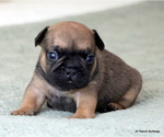 Small Photo #1 French Bulldog Puppy For Sale in WINNSBORO, TX, USA