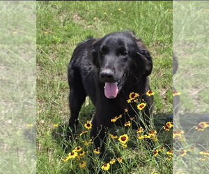 Retriever -Unknown Mix Dogs for adoption in Boston, MA, USA