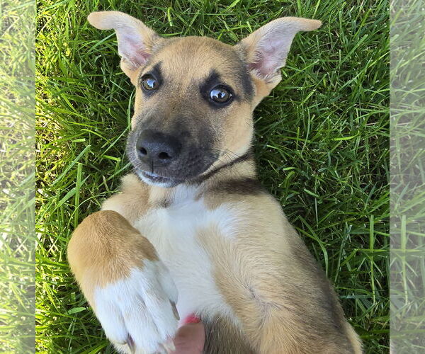 Medium Photo #14 Mutt Puppy For Sale in Fargo, ND, USA