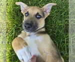 Small #13 Mutt