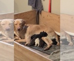 Small Photo #1 Labrador Retriever Puppy For Sale in PIERSON STATION, IL, USA