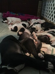Great Dane Puppy for sale in BRYAN, TX, USA