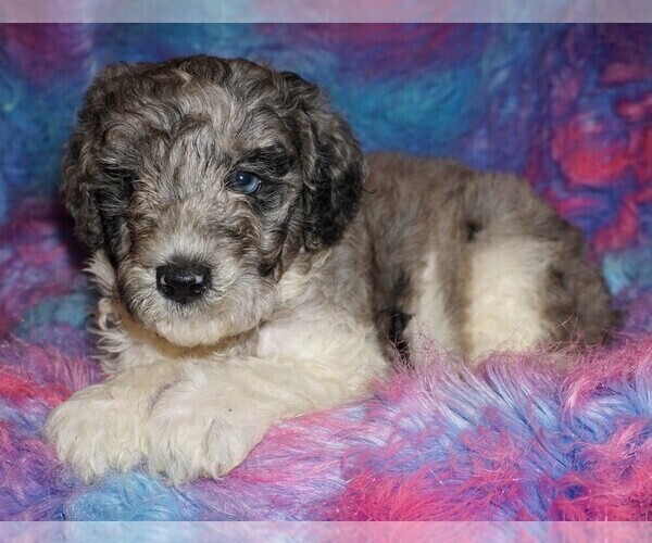 Medium Photo #1 Miniature Labradoodle Puppy For Sale in LA HABRA, CA, USA