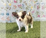 Small Chihuahua
