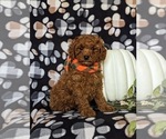 Small Photo #3 Poodle (Miniature) Puppy For Sale in HOLTWOOD, PA, USA