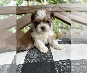 Shih Tzu Puppy for Sale in LA VERGNE, Tennessee USA