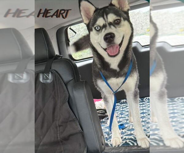 Medium Photo #5 Siberian Husky Puppy For Sale in Severn, MD, USA