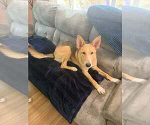 WYLIE - Male Collie-Unknown Mix Dog for Adoption - Photo #5