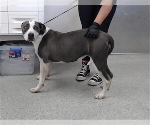 Medium Photo #1 American Pit Bull Terrier Puppy For Sale in Pasadena, TX, USA