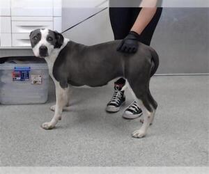 American Pit Bull Terrier Dogs for adoption in Pasadena, TX, USA