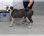 Small American Pit Bull Terrier