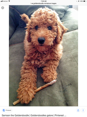 Goldendoodle Puppy for sale in FINDLAY, OH, USA