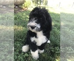 Small Photo #32 Bernedoodle Puppy For Sale in BOWLING GREEN, KY, USA