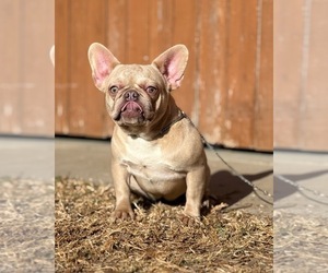 French Bulldog Puppy for sale in OJAI, CA, USA