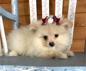 Pomeranian Puppy for sale in RED HOUSE, WV, USA