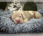 Small Photo #2 American Bully Puppy For Sale in DICKINSON, TX, USA
