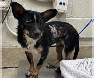 Chihuahua-Unknown Mix Dogs for adoption in Grand Prairie, TX, USA