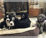 Small Photo #26 Aussiedoodle-Poodle (Standard) Mix Puppy For Sale in COMMERCE, MI, USA