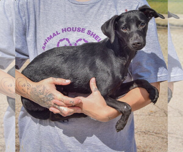 Medium Photo #2 Dachshund-Italian Greyhound Mix Puppy For Sale in Huntley, IL, USA