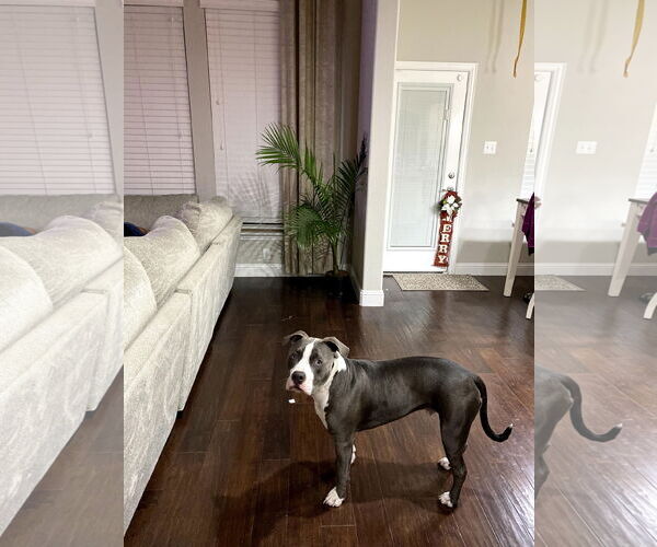 Medium Photo #3 American Pit Bull Terrier Puppy For Sale in McKinney, TX, USA