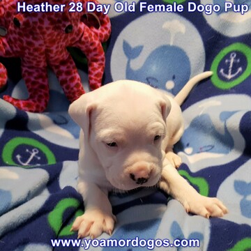 Medium Photo #90 Dogo Argentino Puppy For Sale in JANE, MO, USA