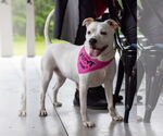 Small #1 American Pit Bull Terrier Mix