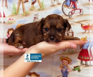 Yorkshire Terrier Puppy for sale in WINNSBORO, LA, USA