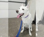Small #2 Mutt