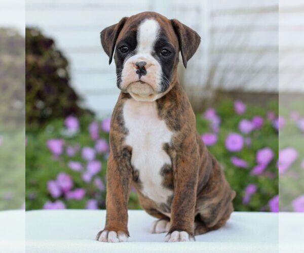 Medium Photo #2 Boxer Puppy For Sale in GORDONVILLE, PA, USA