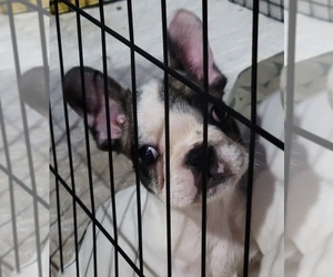 French Bulldog Puppy for sale in SALEM, OR, USA