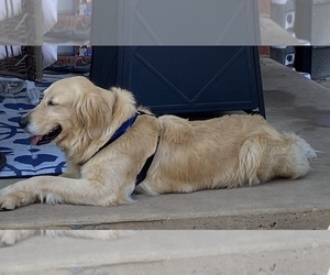 Golden Retriever Dogs for adoption in BOSSIER CITY, LA, USA
