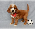 Small #2 Goldendoodle