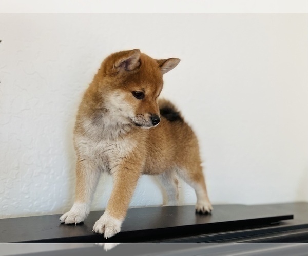 Medium Photo #48 Shiba Inu Puppy For Sale in FREMONT, CA, USA