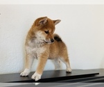 Small Photo #48 Shiba Inu Puppy For Sale in FREMONT, CA, USA