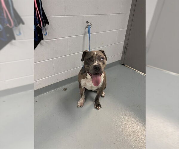 Medium Photo #1 American Pit Bull Terrier Puppy For Sale in St. Cloud, FL, USA