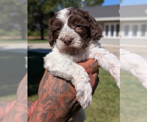 Medium Bernedoodle-Cavapoo (Miniature) Mix