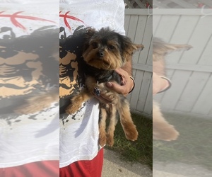 Yorkshire Terrier Puppy for sale in BERWYN, IL, USA
