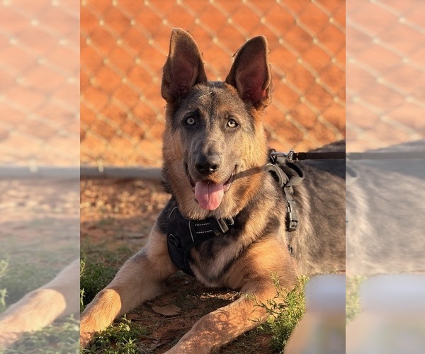 Medium Photo #1 German Shepherd Dog Puppy For Sale in SAINT CLOUD, FL, USA