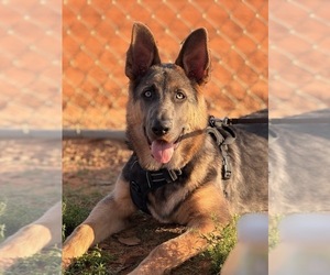 German Shepherd Dog Puppy for sale in SAINT CLOUD, FL, USA