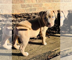 Mutt Dogs for adoption in Claremore, OK, USA