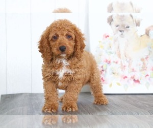 Goldendoodle Puppy for sale in BEL AIR, MD, USA