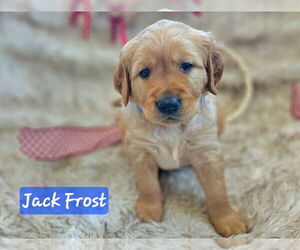 Medium Golden Retriever