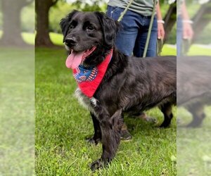 Labrador Retriever-Unknown Mix Dogs for adoption in Warrenton, VA, USA