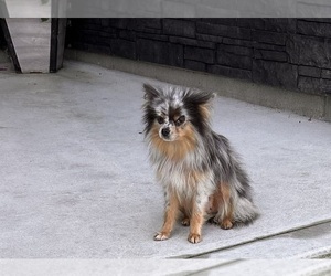 Mother of the Pomeranian puppies born on 02/22/2025