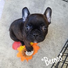 French Bulldog Puppy for sale in BELLMAWR, NJ, USA