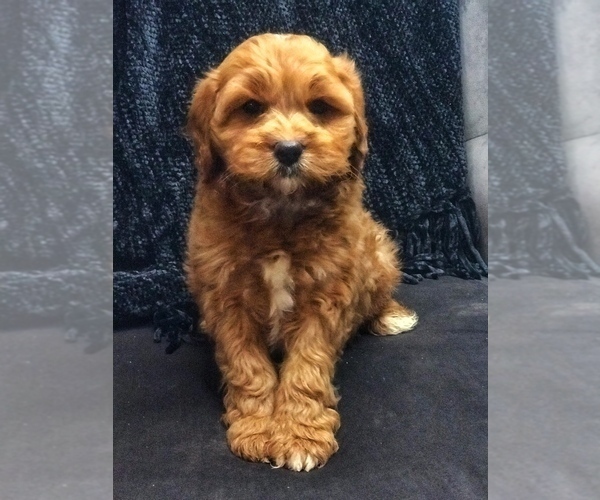 Medium Photo #2 Cavapoo Puppy For Sale in BOWLING GREEN, KY, USA