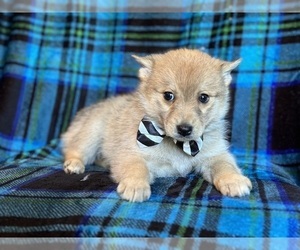 Pomsky Puppy for sale in LAKELAND, FL, USA