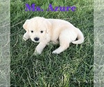 Puppy Azure English Cream Golden Retriever